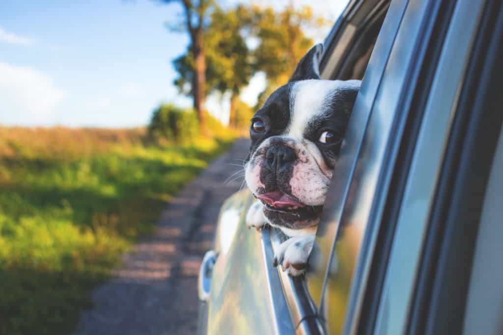 dog head out car window