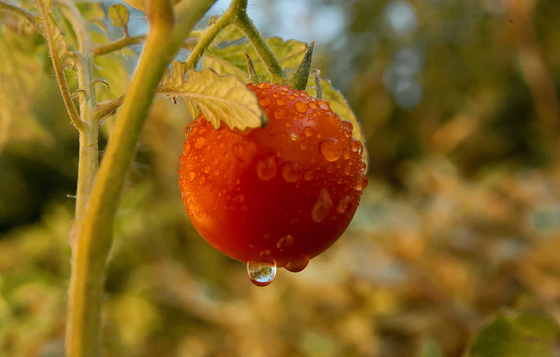 water dripping off ripe tomato on plant