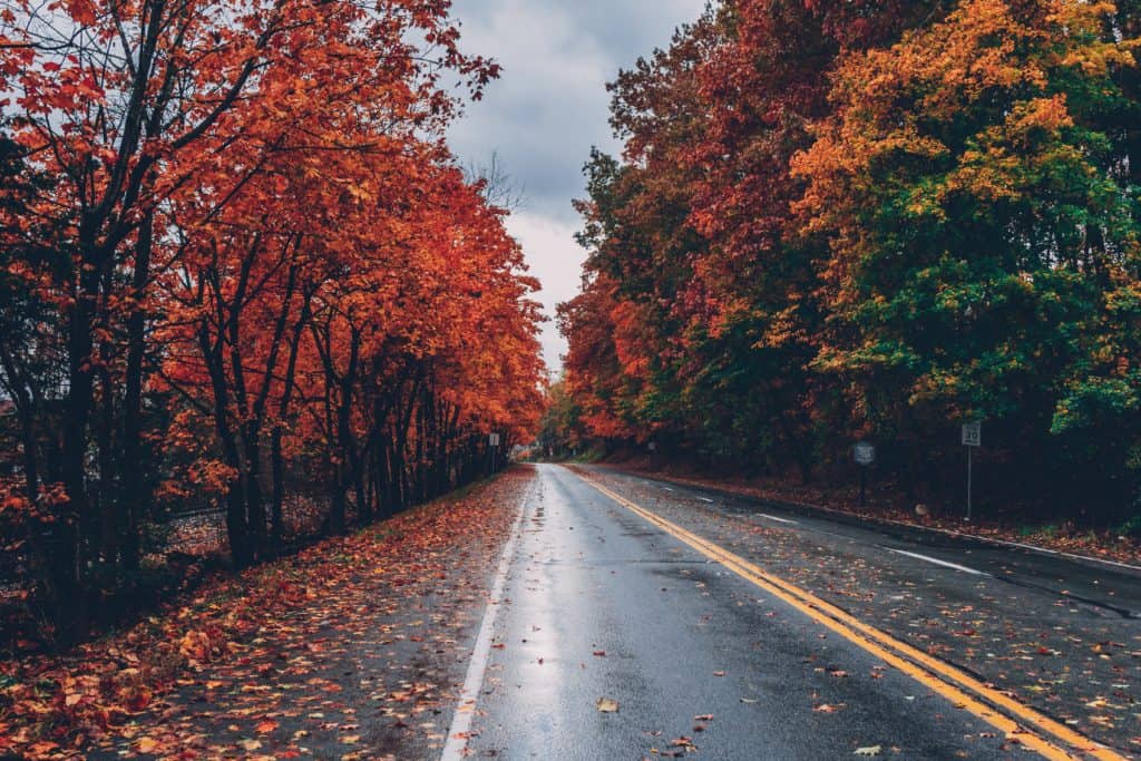 Empty road through an autumn woods