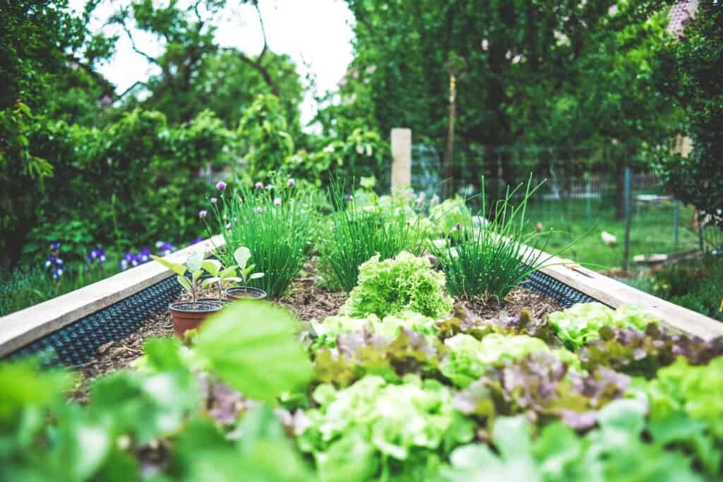 a well planned vegetable garden as a result of knowing how to plan a vegetable garden