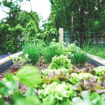 How to Plan a Vegetable Garden:  The Ultimate Guide For Your Best Garden Ever