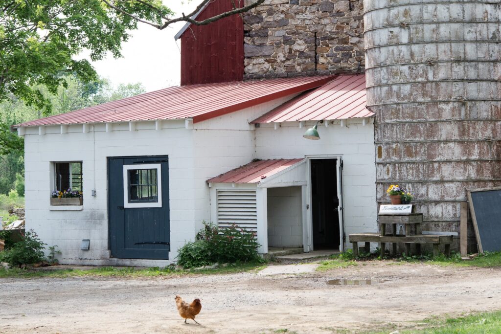 chicken standing in front of a clean barnyard