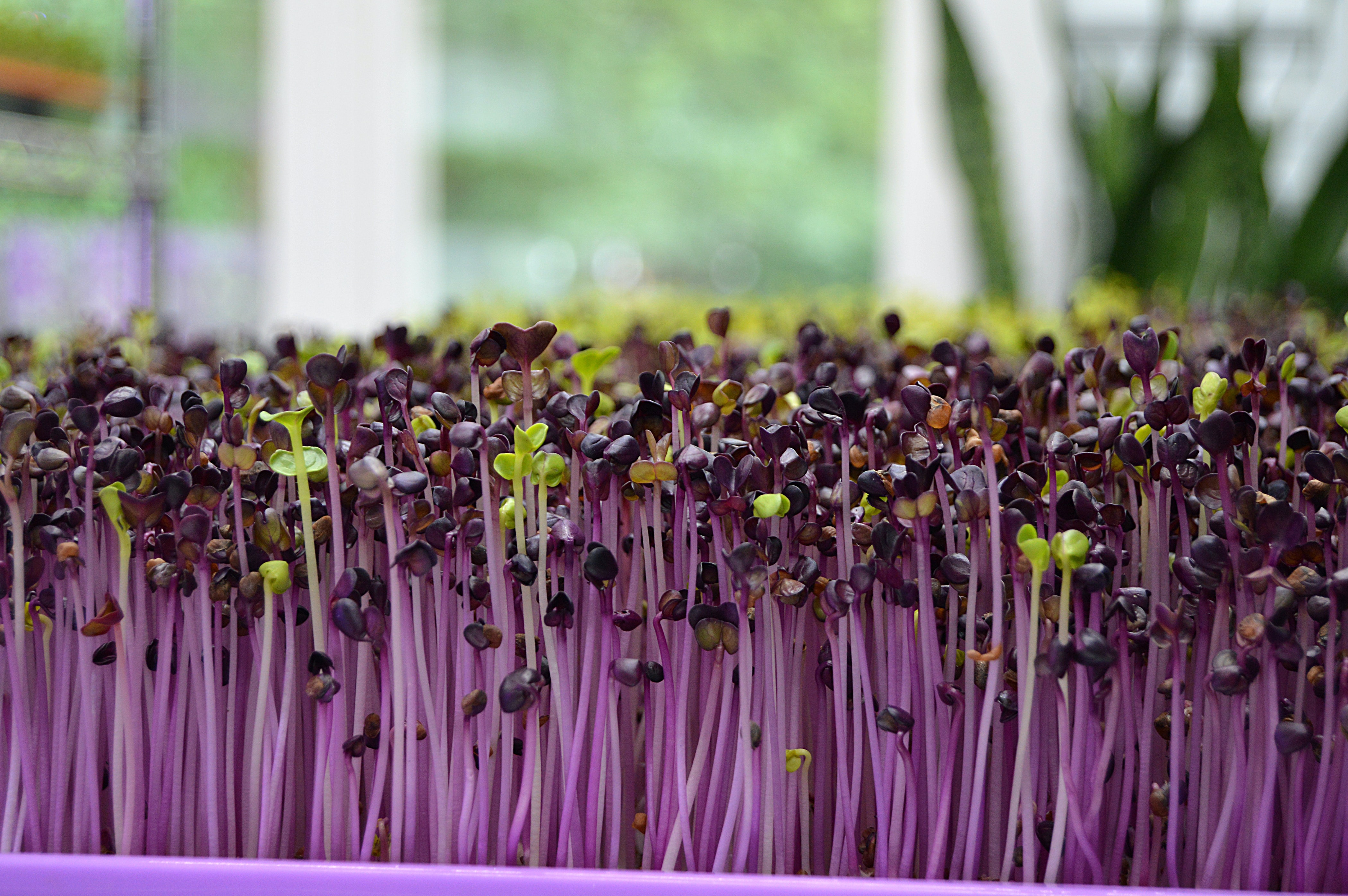 close up view of tray of microgreens with purple tinted stems