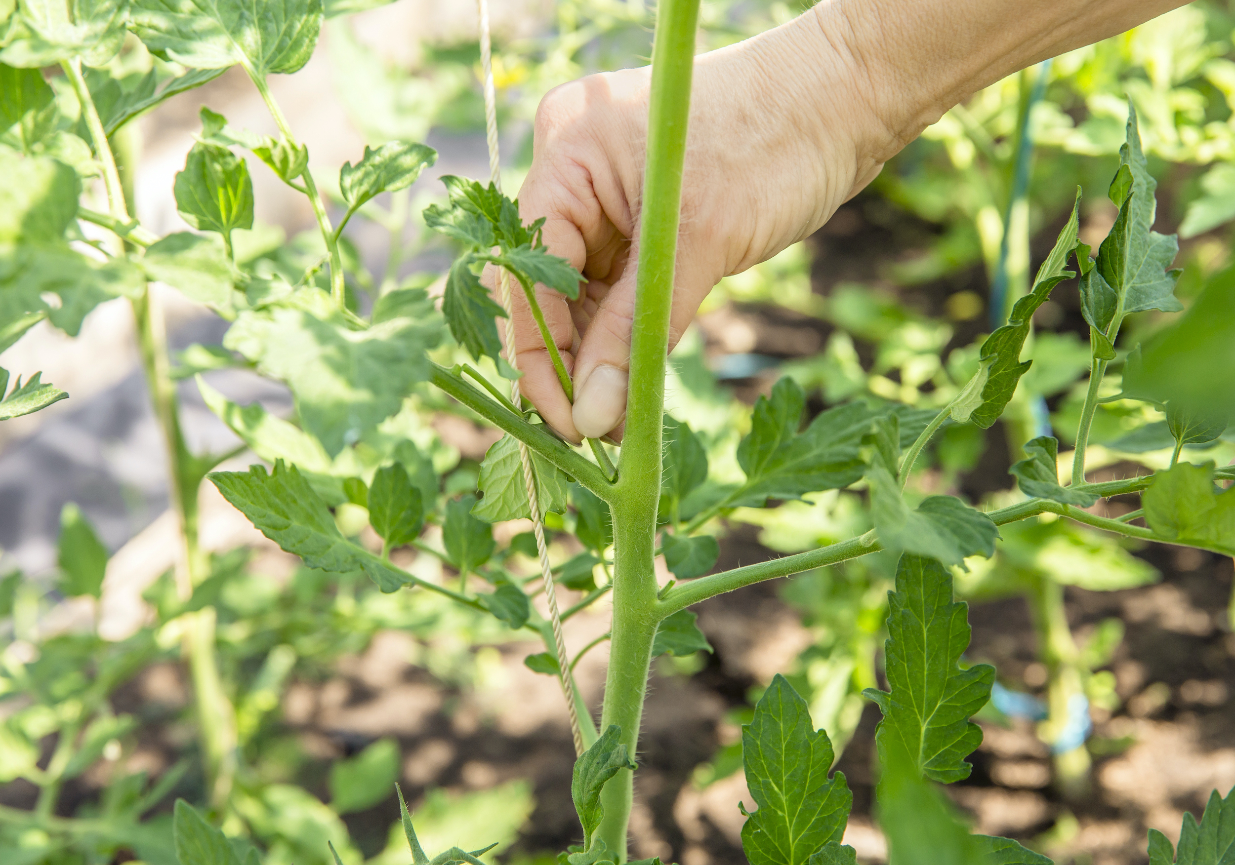 Pruning Vegetable Plants:  Why, When, & How To Prune Vegetables